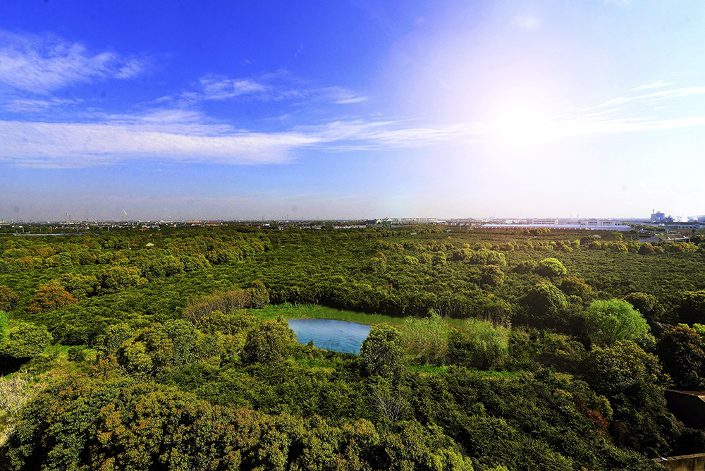 云顶集团3118杉林